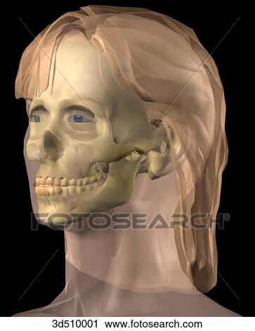 Clip Art - Anterolateral view of a semitransparent adult female head with the skull visible within.. Fotosearch