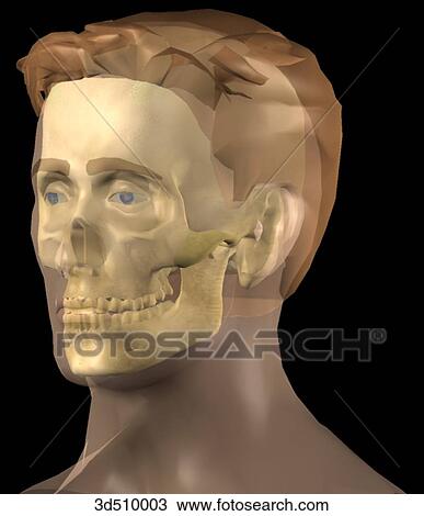 Drawing - Anterolateral view of a semitransparent adult male head with the skull visible within.. Fotosearch