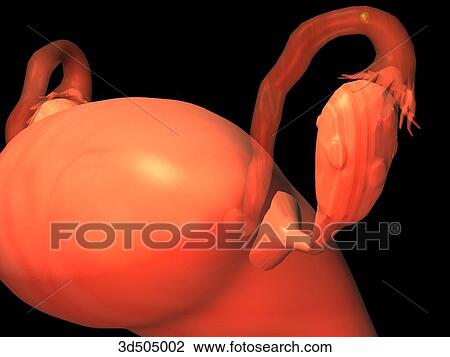 Drawing - Close up of the female internal reproductive organs showing an egg travelling through the uterine tube.. Fotosearch