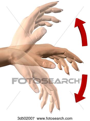 Hand bending at the wrist showing extension and flexion. Stock