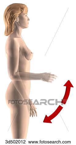 Drawing - Lateral view of an adult female extending and flexing her elbow.. Fotosearch