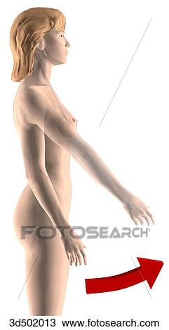 Drawing - Lateral view of an adult female flexing her arm.. Fotosearch