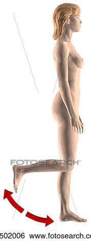 Stock Illustration - Lateral view of an adult female extending and flexing her knee.. Fotosearch