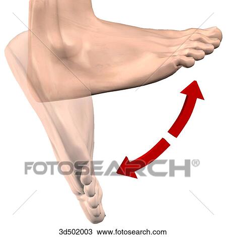 Lateral view of foot in dorsiflexion and plantarflexion positions. View Large Illustration Drawing - Lateral view of foot in dorsiflexion and plantarflexion positions.. Fotosearch