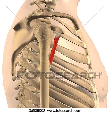 Lateral view of the coracobrachialis muscle and its bony attachments. View Large Illustration Drawing - Lateral view of the coracobrachialis muscle and its bony attachments.. Fotosearch