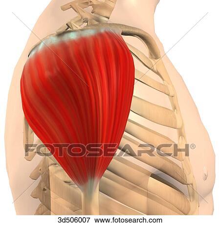 Stock Illustration - Lateral view of the deltoid muscle with bony attachments.. Fotosearch