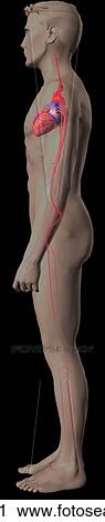 Clip Art - Lateral view of the human arterial system.. Fotosearch