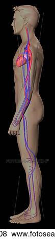 Lateral view of the human circulatory system. View Large Illustration Stock Illustration - Lateral view of the human circulatory system.. Fotosearch