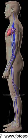 Lateral view of the human venous system. View Large Illustration Stock Illustration - Lateral view of the human venous system.. Fotosearch