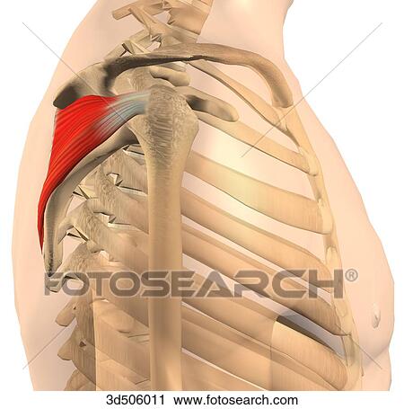 Lateral view of the infraspinatus muscle with bony attachments. View Large Illustration Clip Art - Lateral view of the infraspinatus muscle with bony attachments.. Fotosearch