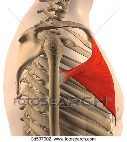 Drawing - Lateral view of the pectoralis muscle with its bony attachments.. Fotosearch