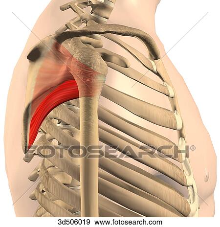 Lateral view of the subscapularis muscle and its bony attachments. View Large Illustration Stock Illustration - Lateral view of the subscapularis muscle and its bony attachments.. Fotosearch
