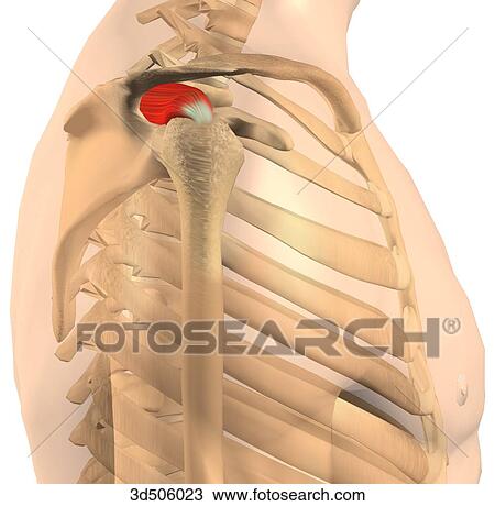Lateral view of the supraspinatus muscle with bony attachments. View Large Illustration Drawing - Lateral view of the supraspinatus muscle with bony attachments.. Fotosearch