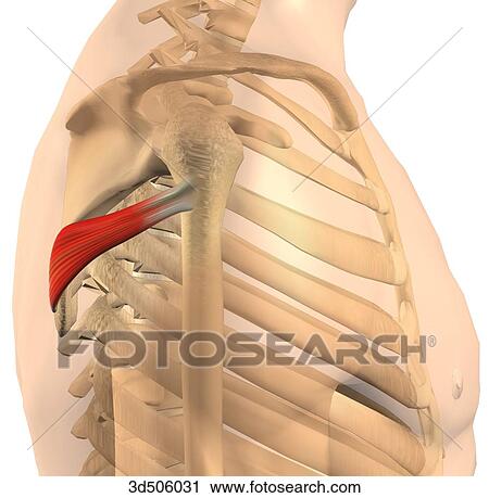 Clip Art - Lateral view of the teres minor muscle and bony attachments.. Fotosearch