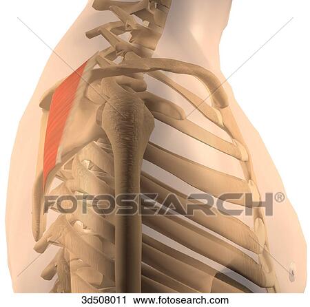 Clip Art - Lateral view of the thorax showing both rhomboid muscles and their bony attachments.. Fotosearch