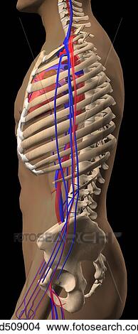 Lateral view of the torso region showing the skeletal and circulatory structures. View Large Illustration Stock Illustration - Lateral view of the torso region showing the skeletal and circulatory structures.. Fotosearch