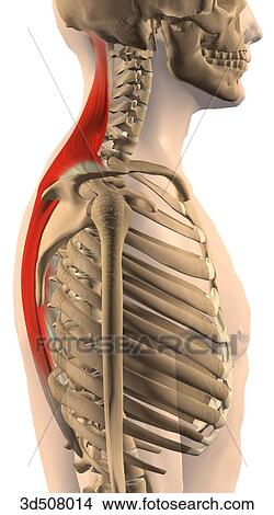 Lateral view of trapezius muscle with bony attachments. View Large Illustration Stock Illustration - Lateral view of trapezius muscle with bony attachments.. Fotosearch