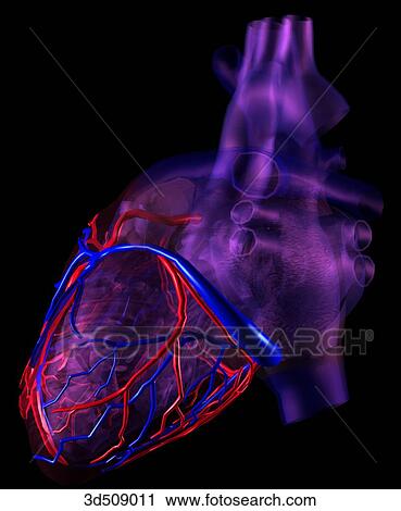 Clip Art - Left lateral view of a transparent heart highlighting the coronary vessels.. Fotosearch
