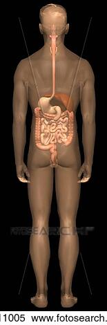 Posterior view of a semi transparent body of an adult male showing the digestive system in situ. View Large Illustration Stock Illustration - Posterior view of a semi transparent body of an adult male showing the digestive system in situ.. Fotosearch