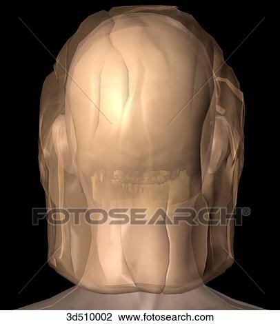 Posterior view of a semitransparent adult female head with the skull visible within. View Large Illustration Drawing - Posterior view of a semitransparent adult female head with the skull visible within.. Fotosearch