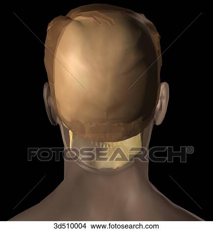 Posterior view of a semitransparent adult male head with the skull visible within. View Large Illustration Stock Illustration - Posterior view of a semitransparent adult male head with the skull visible within.. Fotosearch
