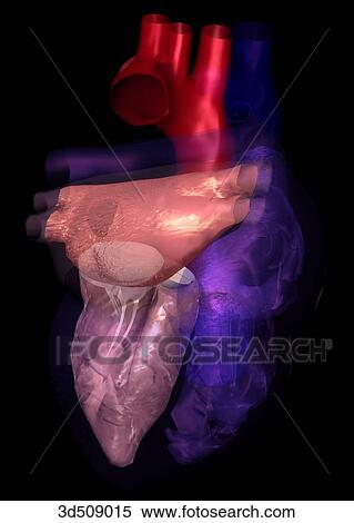Posterior view of a transparent heart highlighting the left chambers. View Large Illustration Stock Illustration - Posterior view of a transparent heart highlighting the left chambers.. Fotosearch