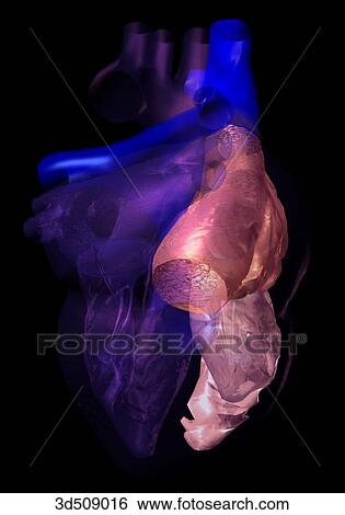 Posterior view of a transparent heart highlighting the right chambers. View Large Illustration Stock Illustration - Posterior view of a transparent heart highlighting the right chambers.. Fotosearch