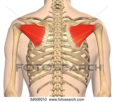Clipart - Posterior view of both infraspinatus muscles and their bony attachments.. Fotosearch