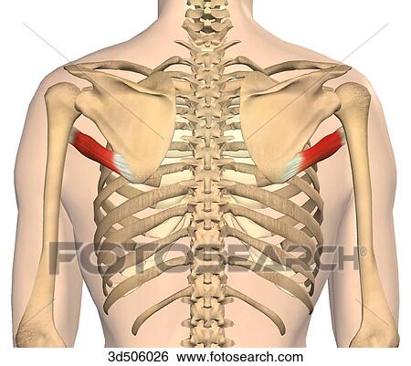 Posterior view of both teres major muscles with bony attachments. View Large Illustration Stock Illustration - Posterior view of both teres major muscles with bony attachments.. Fotosearch