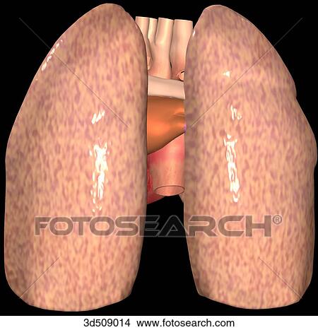 Posterior view of heart and great vessels with lung. View Large Illustration Stock Illustration - Posterior view of heart and great vessels with lung.. Fotosearch