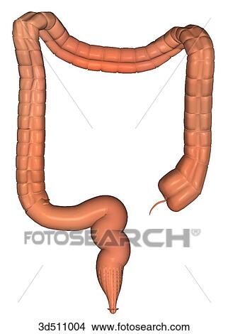 Posterior view of the colon, rectum and appendix. View Large Illustration Stock Illustration - Posterior view of the colon, rectum and appendix.. Fotosearch