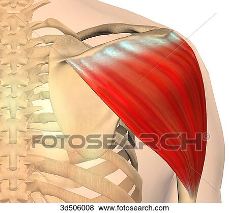 Posterior view of the deltoid muscle and bony attachments. View Large Illustration Stock Illustration - Posterior view of the deltoid muscle and bony attachments.. Fotosearch
