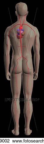 Drawing - Posterior view of the human arterial system.. Fotosearch
