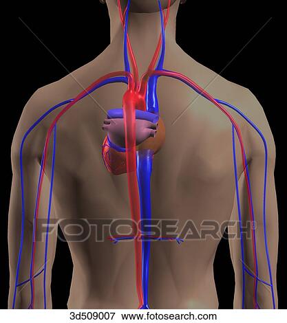 Posterior view of the human circulatory system in the torso region. View Large Illustration Stock Illustration - Posterior view of the human circulatory system in the torso region.. Fotosearch