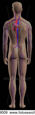 Stock Illustration - Posterior view of the human circulatory system.. Fotosearch