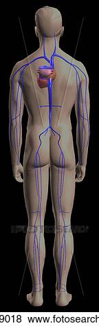 Posterior view of the human venous system. View Large Illustration Stock Illustration - Posterior view of the human venous system.. Fotosearch