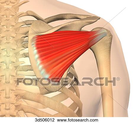 Drawing - Posterior view of the infraspinatus muscle with bony attachments.. Fotosearch