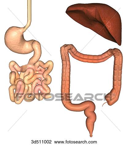 Posterior view of the liver, colon and rectum, and stomach, esophagus and small intestine separated out. View Large Illustration Drawing - Posterior view of the liver, colon and rectum, and stomach, esophagus and small intestine separated out.. Fotosearch