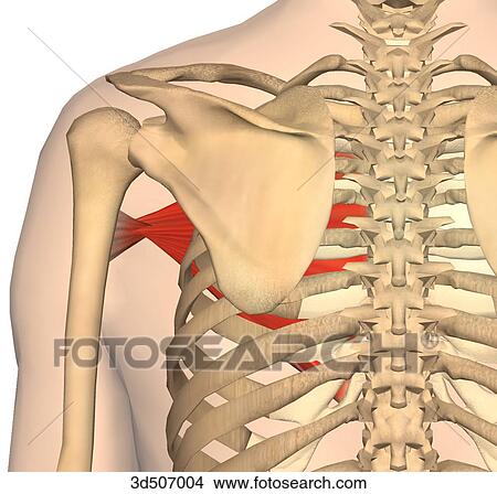 Posterior view of the pectoralis muscle with its bony attachments. View Large Illustration Stock Illustration - Posterior view of the pectoralis muscle with its bony attachments.. Fotosearch