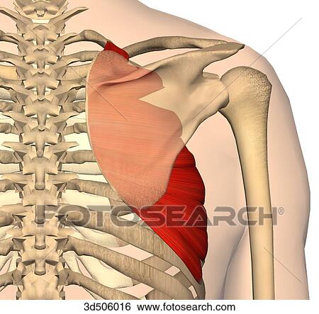 Stock Illustration of Posterior view of the serratus anterior muscle ...