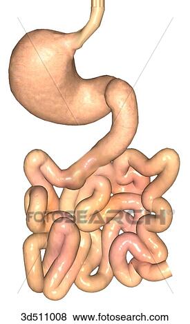 Posterior view of the stomach, distal esophagus, duodenum and small intestine. View Large Illustration Stock Illustration - Posterior view of the stomach, distal esophagus, duodenum and small intestine.. Fotosearch