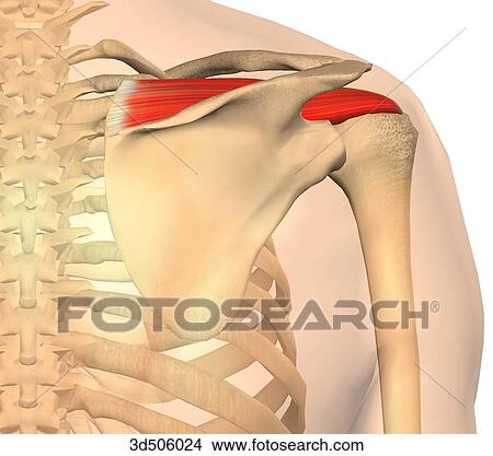 Posterior view of the supraspinatus muscle and its bony attachments. View Large Illustration Stock Illustration - Posterior view of the supraspinatus muscle and its bony attachments.. Fotosearch
