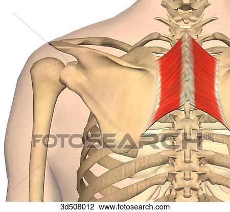 Posterior view of the thorax showing both rhomboid muscles and their bony attachments. View Large Illustration Drawing - Posterior view of the thorax showing both rhomboid muscles and their bony attachments.. Fotosearch