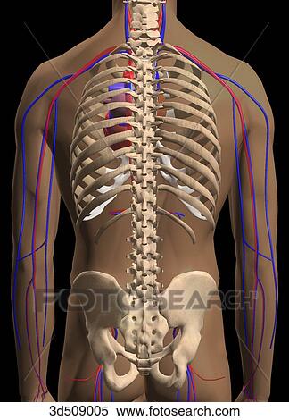 Posterior view of the torso region showing the skeletal and circulatory structures. View Large Illustration Stock Illustration - Posterior view of the torso region showing the skeletal and circulatory structures.. Fotosearch