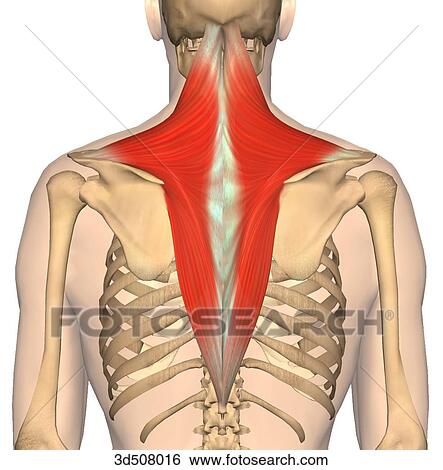 Posterior view of thorax showing the trapezius muscle and its bony attachments on both sides of the back. View Large Illustration Stock Illustration - Posterior view of thorax showing the trapezius muscle and its bony attachments on both sides of the back.. Fotosearch