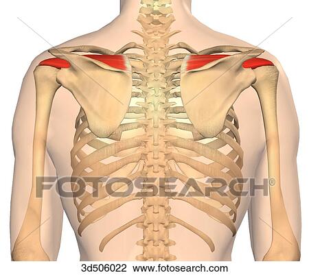 Posterior view showing both supraspinatus muscles. View Large Illustration Drawing - Posterior view showing both supraspinatus muscles.. Fotosearch