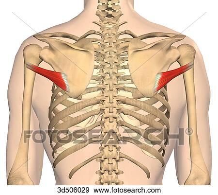 Posterior view showing both teres minor muscles. View Large Illustration Stock Illustration - Posterior view showing both teres minor muscles.. Fotosearch