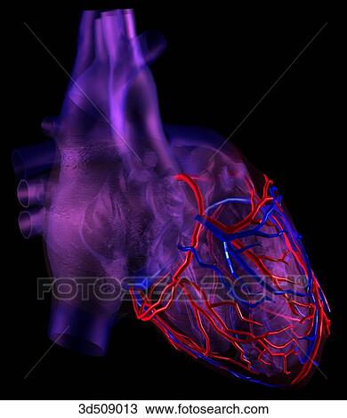 Drawing - Right lateral view of a transparent heart highlighting the coronary vessels.. Fotosearch