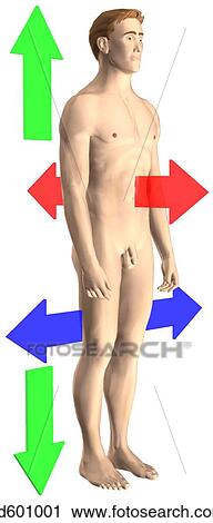Clip Art - 3/4 view of adult male showing the terms of relationship and comparison.. Fotosearch