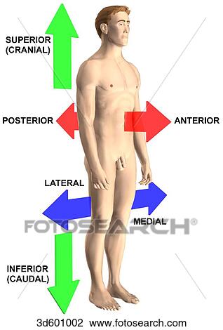 3/4 view of adult male with the terms of relationship and comparison demonstrated and labeled. View Large Illustration Drawing - 3/4 view of adult male with the terms of relationship and comparison demonstrated and labeled.. Fotosearch